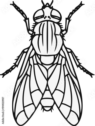 Detailed black and white illustration of a fly, top-down view