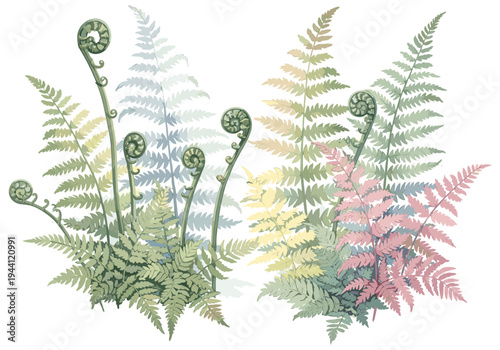 Delicate watercolor illustration of unfurling fern fronds in a pastel color palette