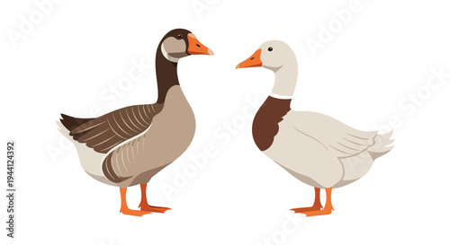 Two Geese Standing Facing Each Other.