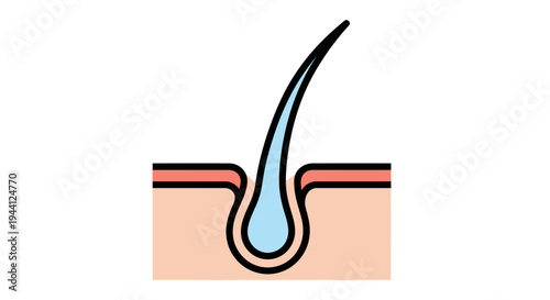 Hair Follicle Anatomy Diagram Illustration.