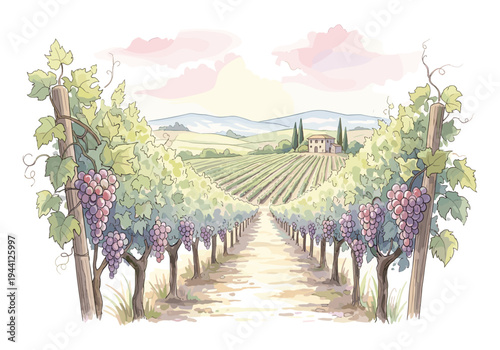 Idyllic Tuscan vineyard landscape with ripe grapes and a villa in the distance