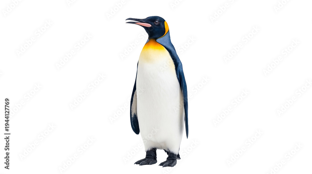 Obraz premium Majestic King Penguin standing elegantly in profile, showcasing its vibrant black, white, and golden plumage, isolated PNG on transparent background
