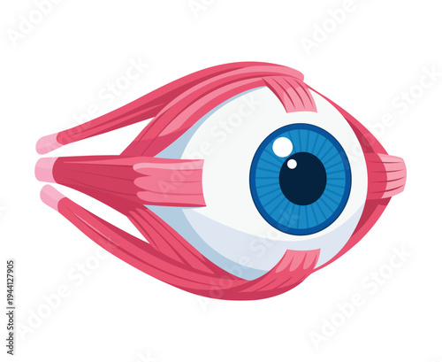 Human Eyeball Anatomy With Muscles Illustration