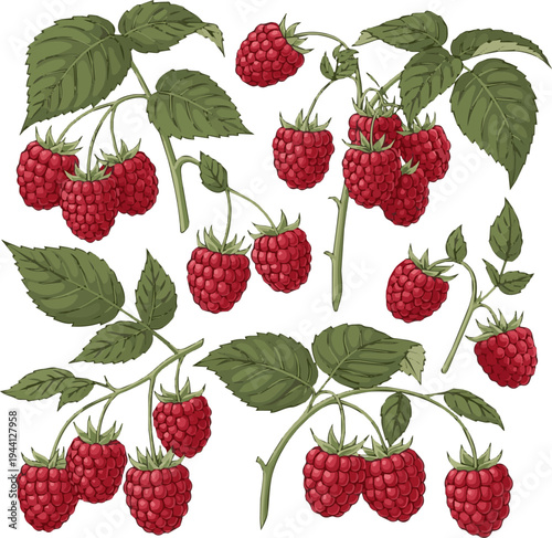 Isolated a realistic kinds of deferent fresh raspberry fruit on stem with green leaves against clean backdrop, studio shot vector art with white background..
