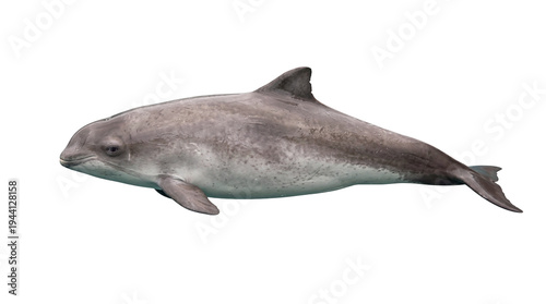 Quadro su tela Realistic porpoise, a sleek grey marine mammal with a distinctive dorsal fin, ca