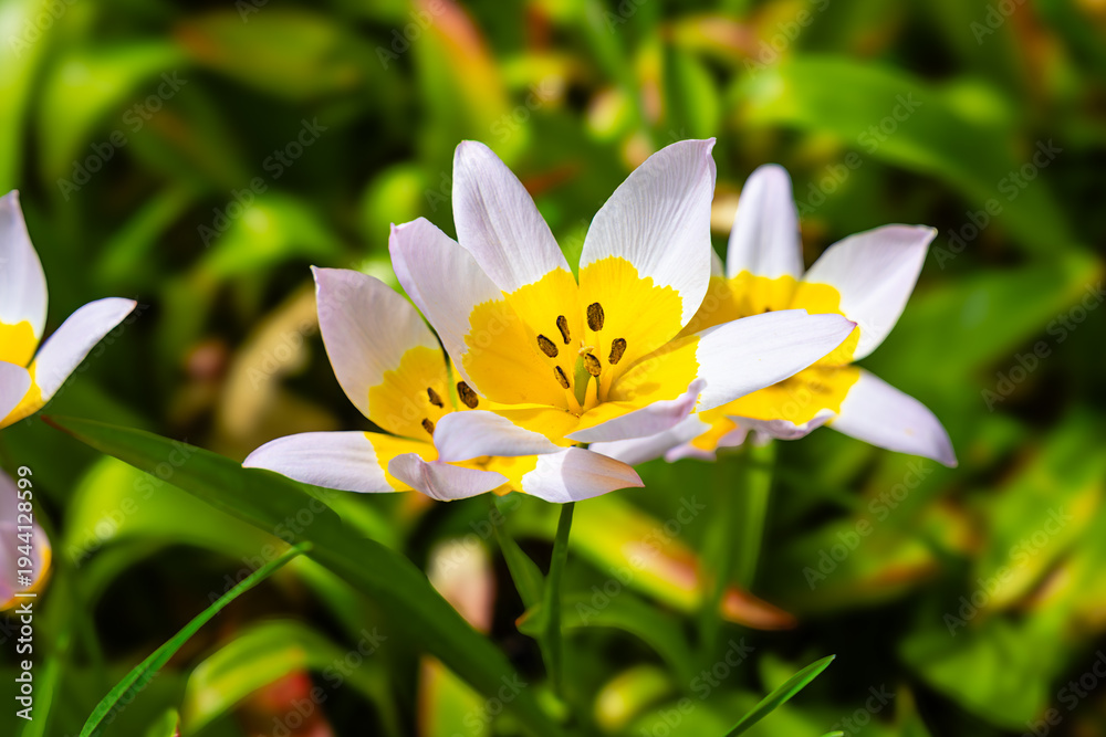 Fototapeta premium Wild Tulipa Tarda Flowers Bloom in a Sunny Garden Setting During Springtime