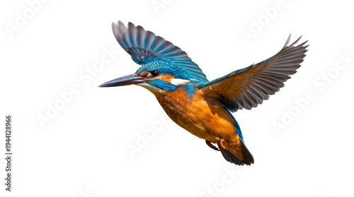 Konstfotografi Vibrant common kingfisher bird in dynamic flight, showcasing stunning blue and o
