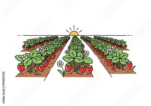 Stylized illustration of a vast strawberry field with ripe red fruits and blooming white flowers at sunrise