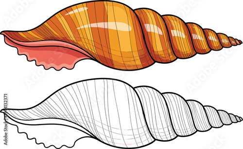 Sea shell illustration set, tropical ocean conch shell with outline coloring version, marine beach nature element design, flat vector illustration