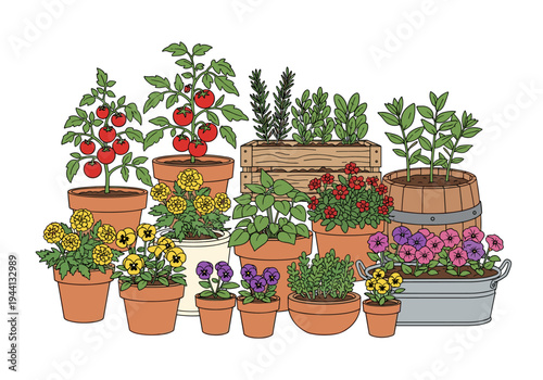 Assortment of potted plants including tomatoes, herbs, and flowers in various containers