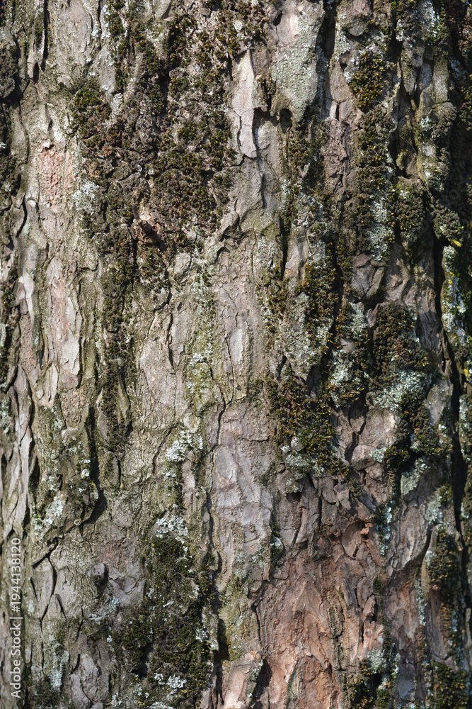 Fototapeta premium Red horse chestnut
