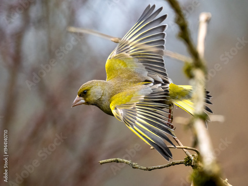 Foto Grünfink, Chloris chloris