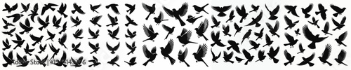 Vector set image silhouette of bird