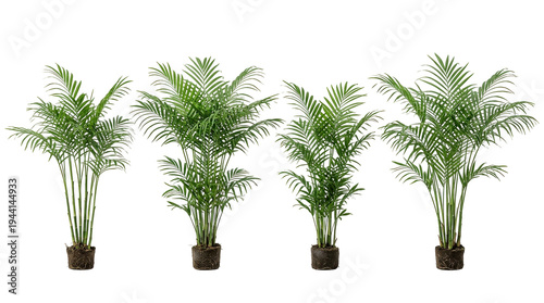 Palm clusters, Areca palm, Tropical plants, Green foliage, Indoor houseplants, Isolated on black, Horizontal row of four lush potted palm trees for interior design and decor.