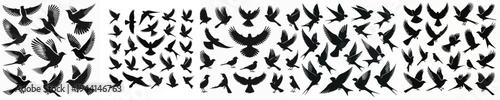 Vector set image silhouette of bird