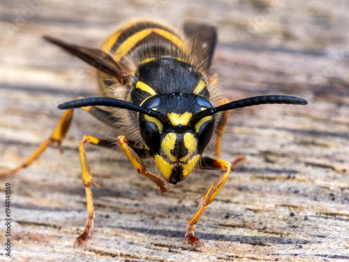 Macro portrait of a common wasp (Vespula vulgaris) insect on wood, highlighting intricate facial markings, compound eyes, and characteristic black and yellow warning colours, stock photo image