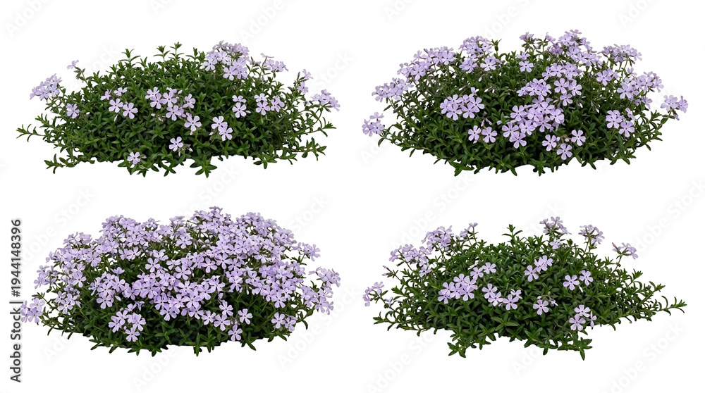 Obraz premium Creeping phlox, phlox stolonifera, woodland phlox, purple flowers, ground cover, garden plant, spring bloom, four clusters of lilac flowering perennials for landscaping design.