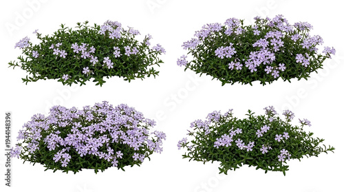 Creeping phlox, phlox stolonifera, woodland phlox, purple flowers, ground cover, garden plant, spring bloom, four clusters of lilac flowering perennials for landscaping design.