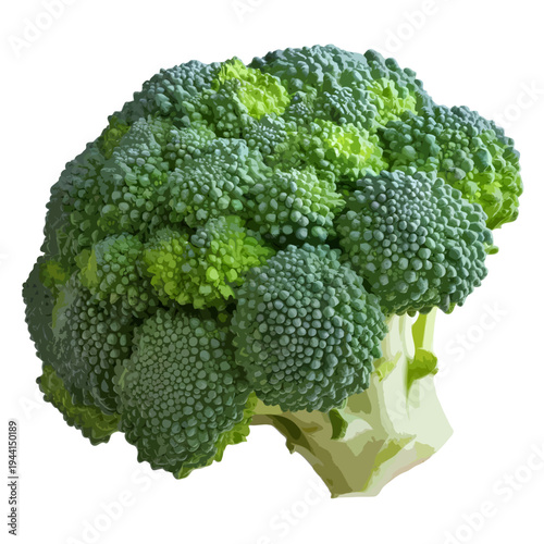 A vibrant and healthy head of broccoli with a rich green color and detailed florets. isolated on white background, Vector