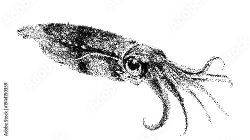 Black and white Caribbean reef squid illustration isolated with clipping path.