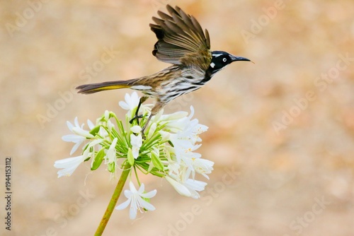 Australian Honey Eater