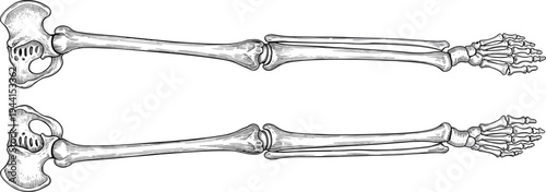 Detailed anatomical illustration of human leg bones including pelvis, femur, tibia, fibula, foot skeletal structure for medical education concept