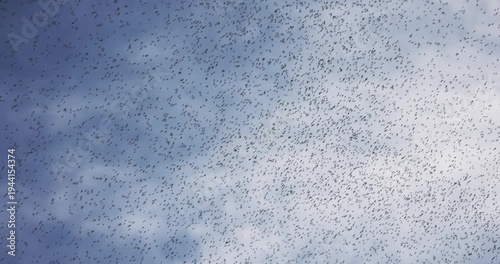 Mosquito swarm at summer in the sky