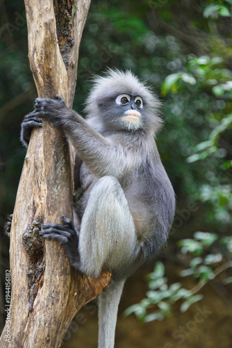 Dusky langur (specatacled leaf monkey) in a tree, Prachuap Khiri Khan, Thailand