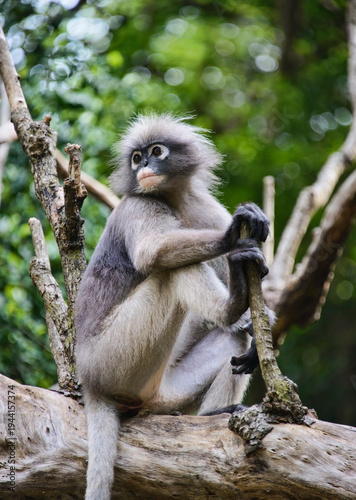 Dusky langur (specatacled leaf monkey) in a tree, Prachuap Khiri Khan, Thailand
