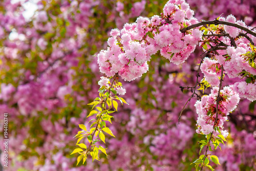 Fotografi japanese sakura viewing season