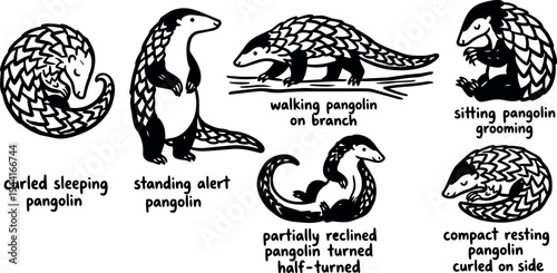 Black and white line art pangolins in various poses curling sleeping standing alert walking on branch sitting grooming compact resting illustration
