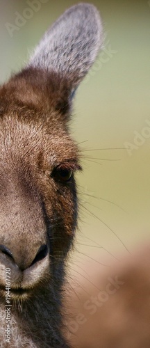 portrait of a kangaroo