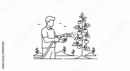 Person watering a tomato plant in a garden with a hose