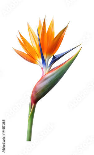 Striking Bird of Paradise Flower Standing Tall Against a White Background