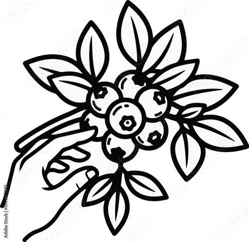 Hand picking fresh blueberries from a branch with leaves