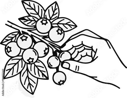 Hand picking ripe blueberries from a leafy branch