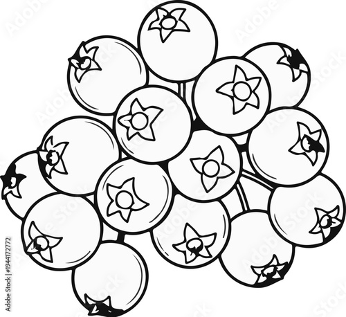 Line drawing of a cluster of blueberries with stems