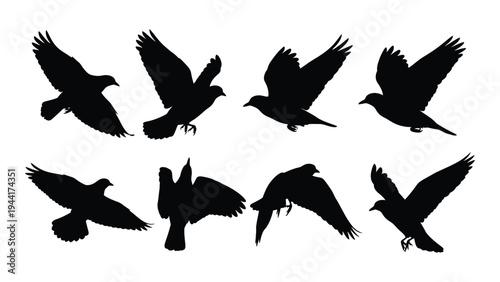 Collection of birds in flight silhouettes against a white background depicting various avian species in dynamic aerial poses
