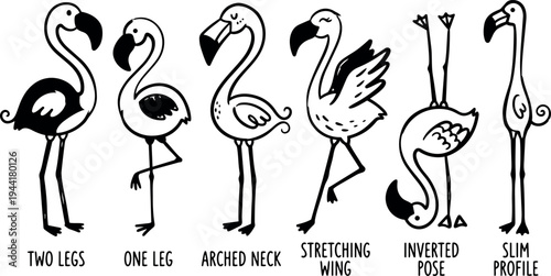 Black and white line art vector illustration of six flamingos showing different poses and profiles in minimalist style