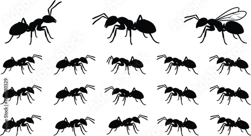 Ant silhouettes collection, black insect vector set with crawling ants and winged ant variations, isolated pest insect silhouette illustration