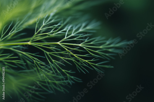 Macro shot of delicate dill leaves with intricate details.