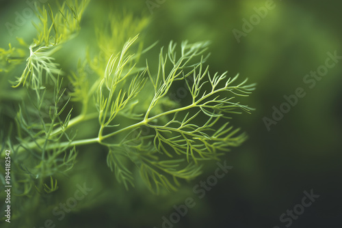 Macro shot of delicate dill leaves with vibrant green hues.