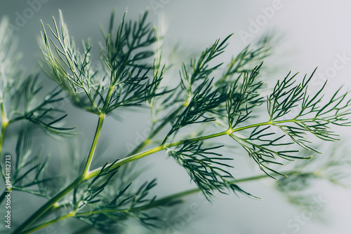 Macro shot of dill leaves showcasing delicate foliage.