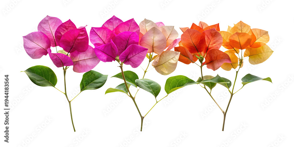 Fototapeta premium Vibrant bougainvillea flowers in shades of pink, orange, and white, with green leaves