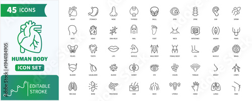 Human body icon set. Collection of body, organ, anatomy, brain and more.Editable stroke. Vector illustration