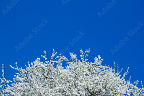 Branches of a blossoming tree on a background of blue sky
