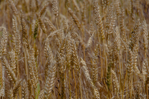 Wheat field. Ears of golden wheat close-up.