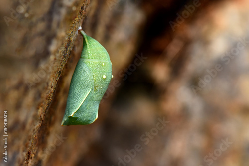 Obraz na plátně A macro profile of a green Speckled Wood butterfly (Pararge aegeria) chrysalis