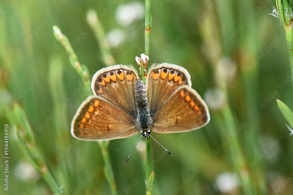 Obraz premium Macro of a Brown Argus butterfly (Aricia agestis) perched on a green stem. Shows brown wings with orange spots and white fringes against a natural blurred background.