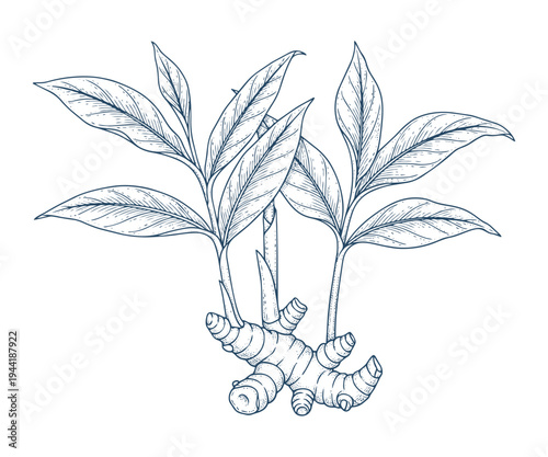 Detailed botanical illustration of ginger plant with roots and leaves in a hand-drawn vintage style